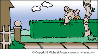 possum